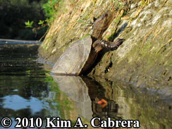 scenic view of turtle at water's edge. Photo
                    copyright Kim A. Cabrera.