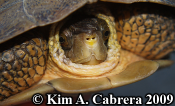 pond
                  turtle in shell. Photo copyright Kim A. Cabrera 2009.