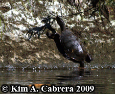turtle
                    on cliff. Photo copyright Kim A. Cabrera.