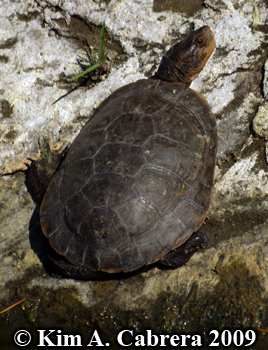 wary turtle. Photo copyright Kim A. Cabrera.
