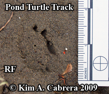 track
                  of a western pond turtle