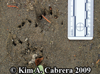 pond
                  turtle tracks. Photo copyright Kim A. Cabrera 2009.