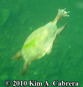 turtle swimming showing webbed feet. Photo
                    copyright Kim A. Cabrera.