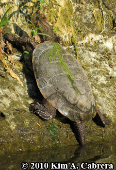 turtle with
                    algae on its back. Photo copyright Kim A. Cabrera.