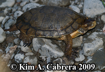 Actinemys marmorata. Photo copyright Kim A.
                    Cabrera.