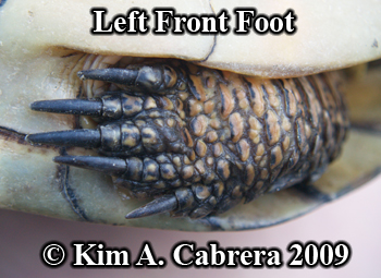 pond
                  turtle foot. Photo copyright Kim A. Cabrera 2009.