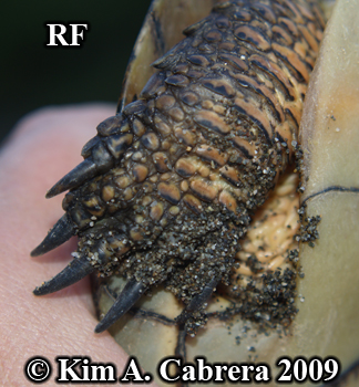 pond
                  turtle foot. Photo copyright Kim A. Cabrera 2009.