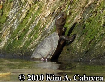 pond
                    turtle at water's edge. Photo copyright Kim A.
                    Cabrera.