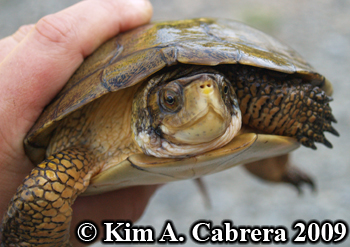 turtle face. Photo copyright Kim A. Cabrera.