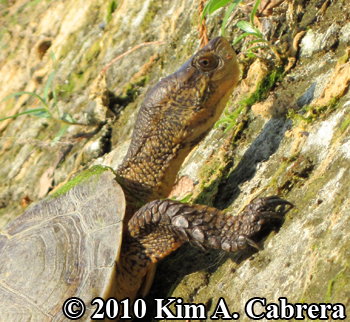 turtle face close up. Photo copyright Kim A.
                    Cabrera.