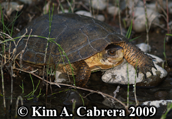cautious turtle on rocks. Photo copyright Kim
                    A. Cabrera.