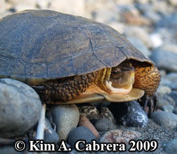 turtle
                    in sunset. Photo copyright Kim A. Cabrera.