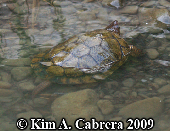 swimming turtle. Photo copyright Kim A.
                    Cabrera.
