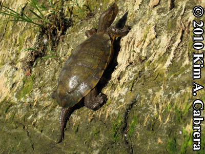 pond turtle that recently came out of the
                    water. Photo copyright Kim A. Cabrera.