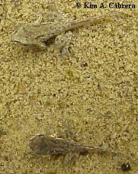 Two
                  tadpoles who are almost frogs.