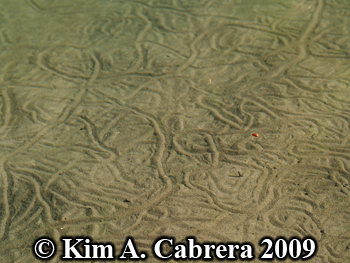 dragonfly naiad trails
                    under water