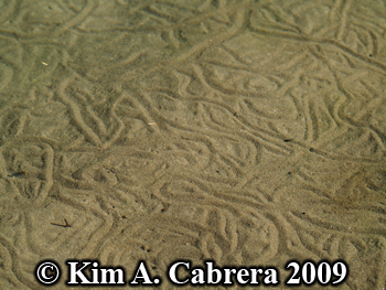 dragonfly naiad trails
                    underwater
