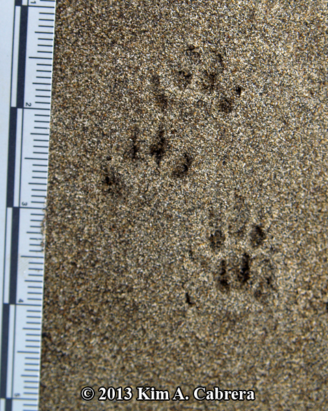 Weasel Tracks And Signs