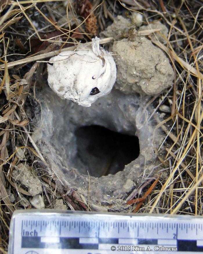 wolf spider burrow