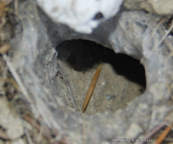 opening of wolf spider burrow