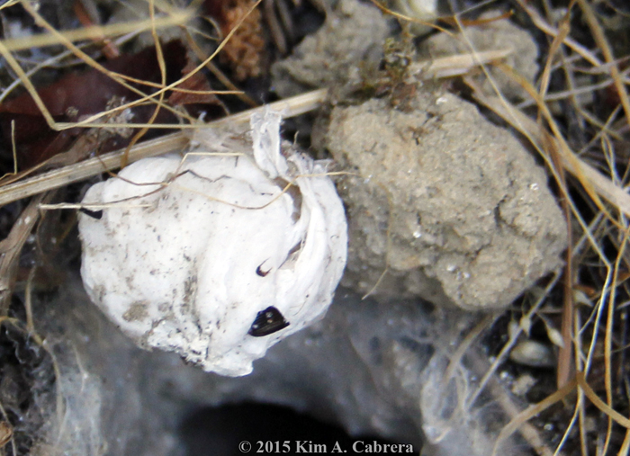 ball of silk at opening of wolf spider burrow