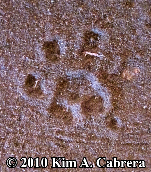 Woodrat
                track in very fine dust. 