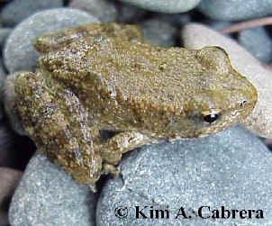 Young
                  yellow-legged frog. February 3, 2001. Photo taken
                  along Eel River near Redway, California by Kim A.
                  Cabrera.