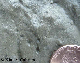 Hind track
                    of yellow-legged frog. Note straight ends of toes. 