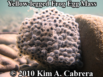 yellow-legged frog egg mass. Photo copyright Kim
                  A. Cabrera