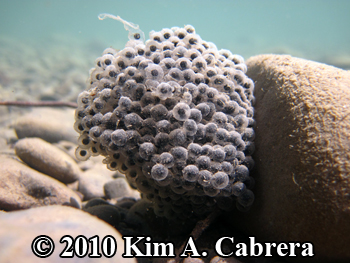 egg mass attached on downstream side of a rock.
                  Photo copyright Kim A. Cabrera