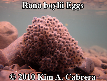 large foothill yellow legged frog egg mass. Photo
                  copyright Kim A. Cabrera