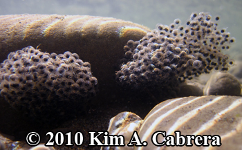 two frog egg masses clustered underwater. Photo
                  copyright Kim A. Cabrera